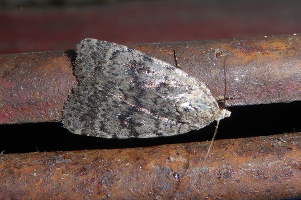 Caradrina (Paradrina) selini selinoides, Noctuidae